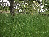 otta Intraleo-20100515 065